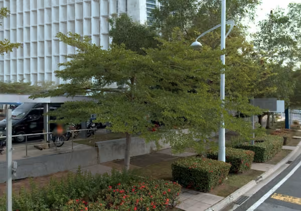 tree photo