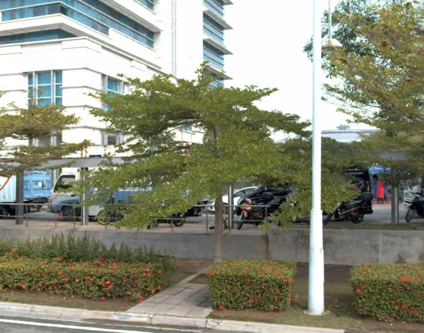 tree photo
