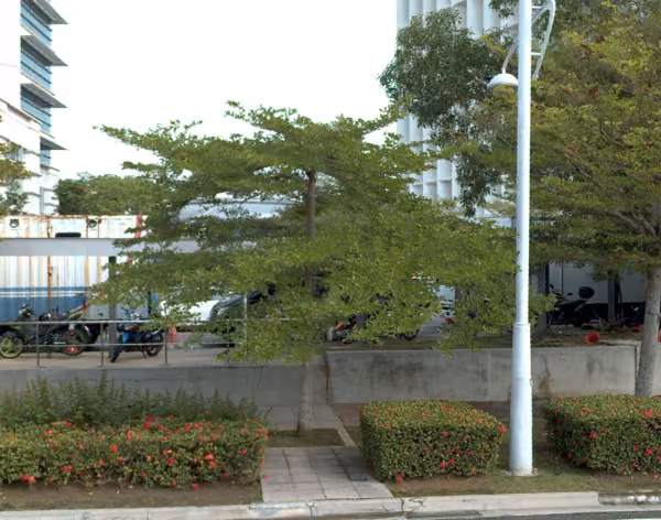 tree photo
