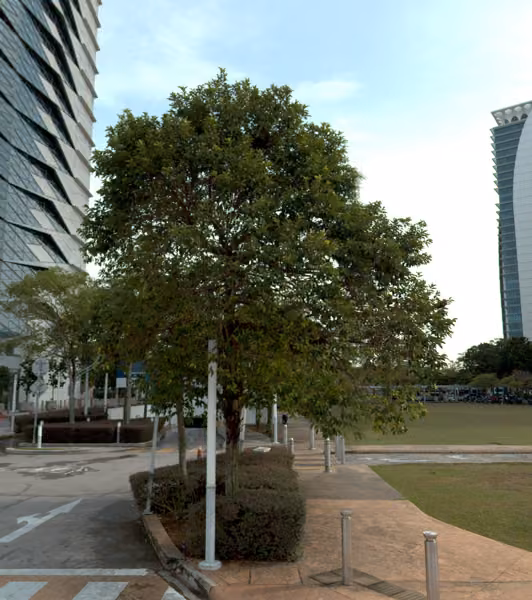 tree photo