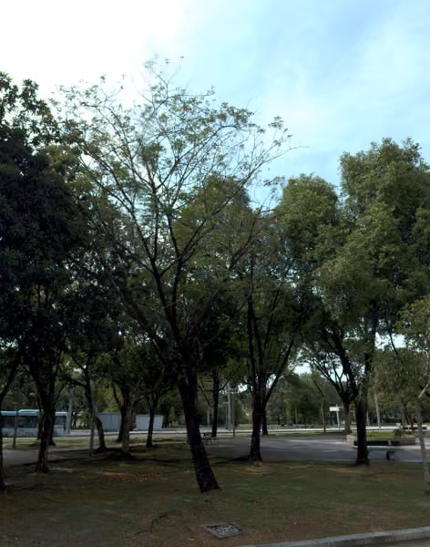 tree photo