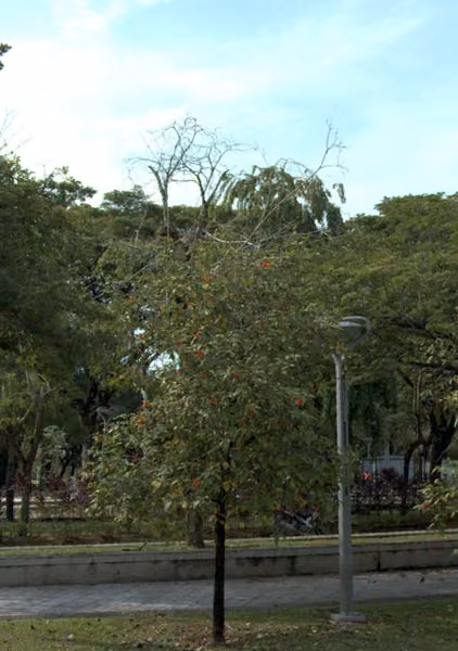 tree photo