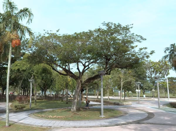tree photo