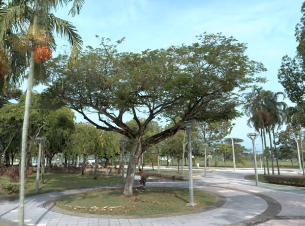 tree photo