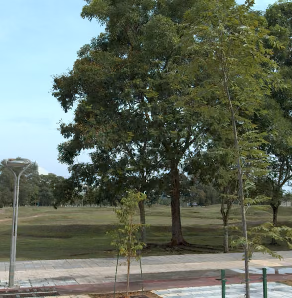 tree photo