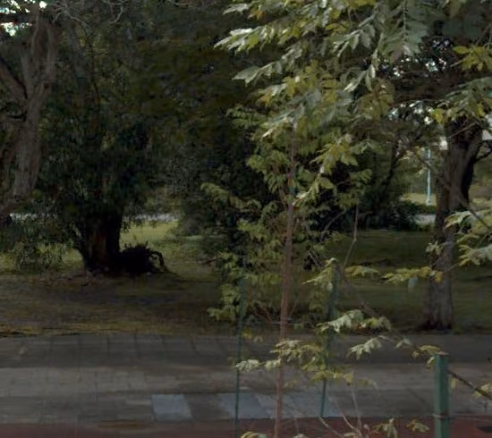 tree photo
