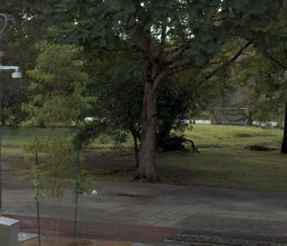 tree photo