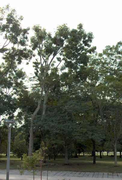 tree photo