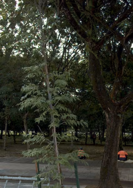 tree photo
