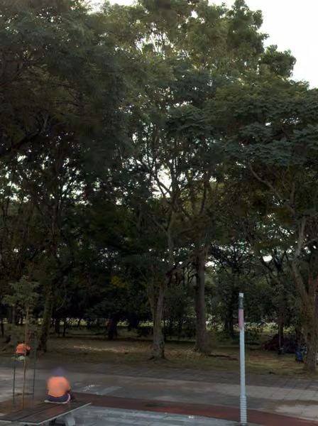 tree photo