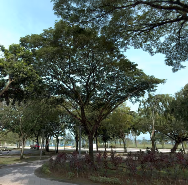 tree photo