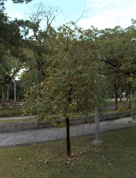 tree photo