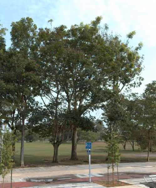 tree photo