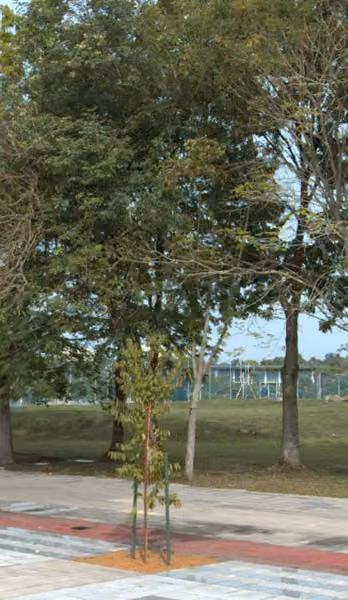tree photo