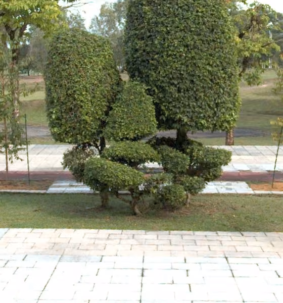 tree photo