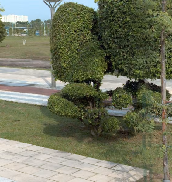 tree photo