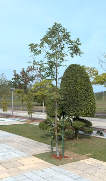 tree photo