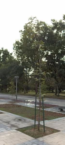 tree photo