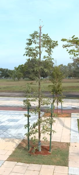 tree photo