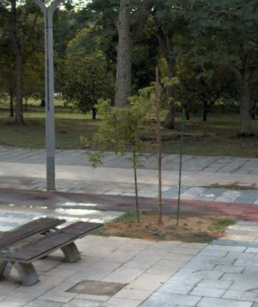 tree photo