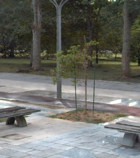 tree photo