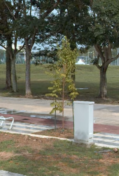 tree photo