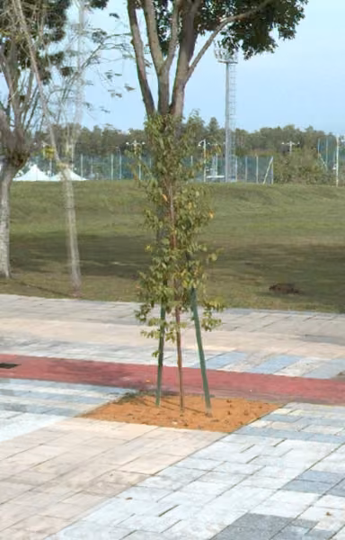 tree photo