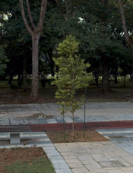 tree photo