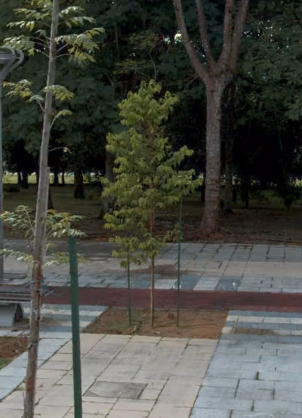 tree photo