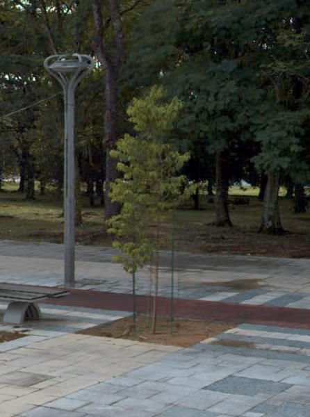 tree photo