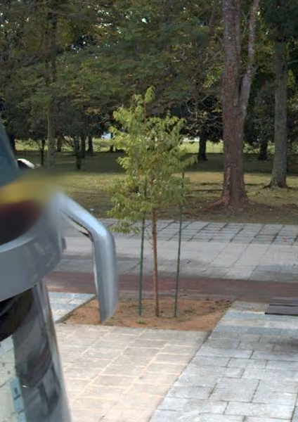 tree photo