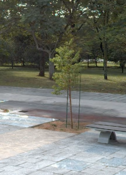 tree photo