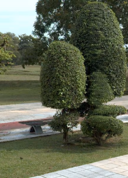 tree photo
