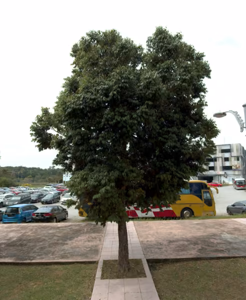 tree photo