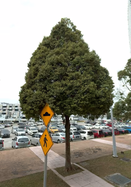 tree photo