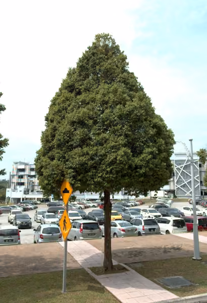 tree photo
