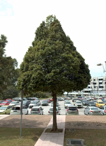 tree photo
