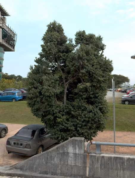 tree photo
