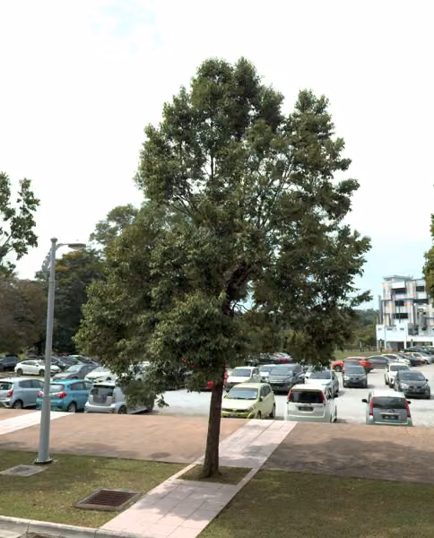 tree photo