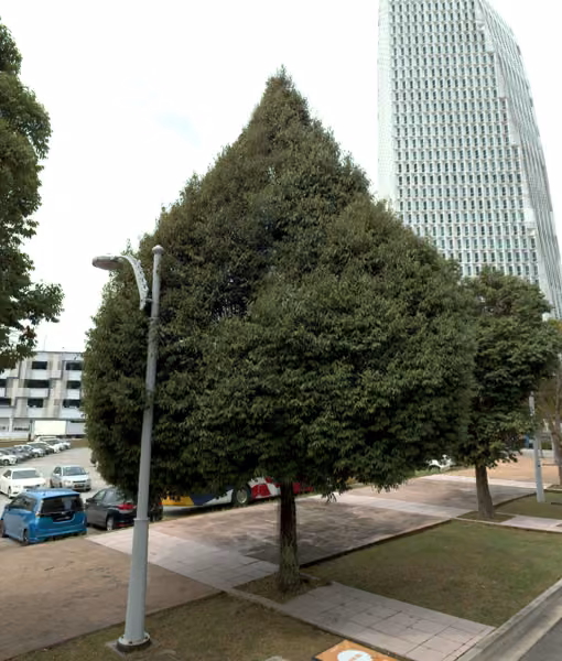 tree photo