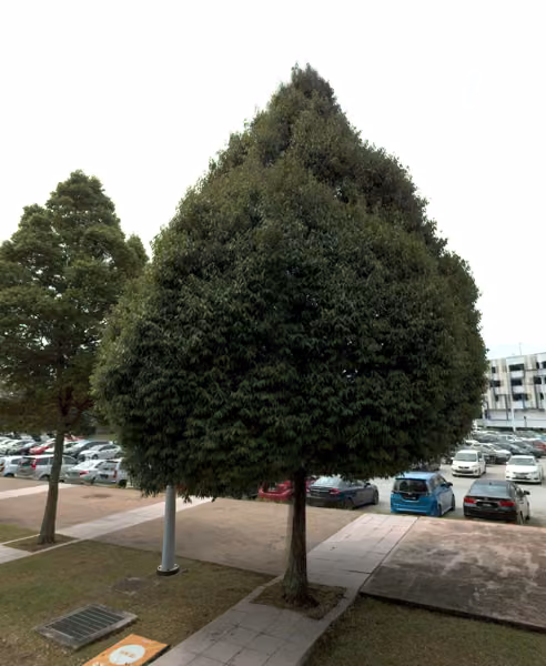 tree photo