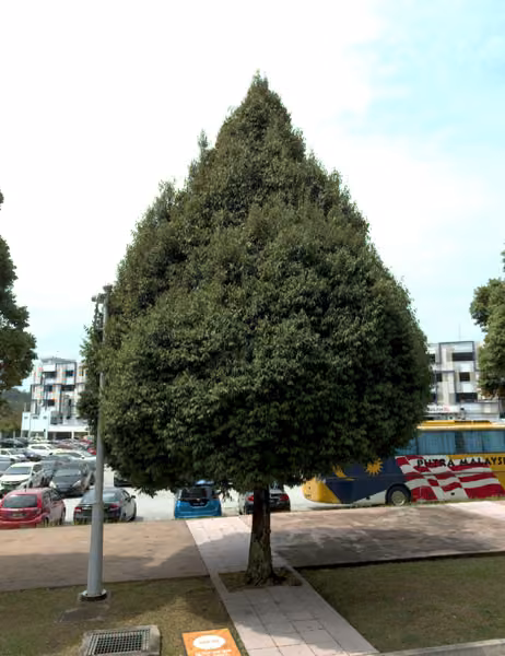 tree photo