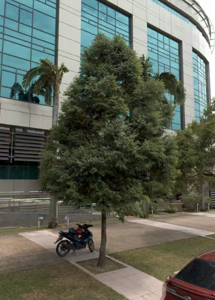 tree photo