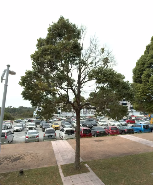 tree photo