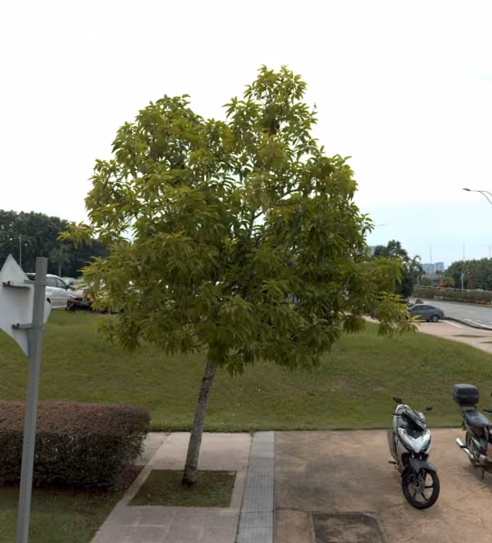 tree photo