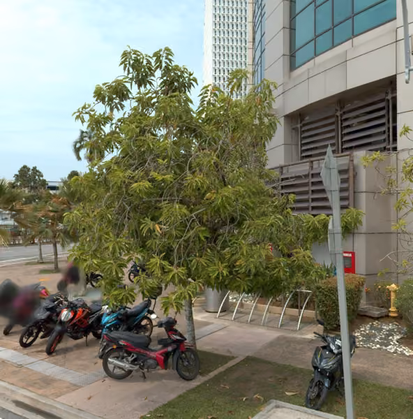 tree photo