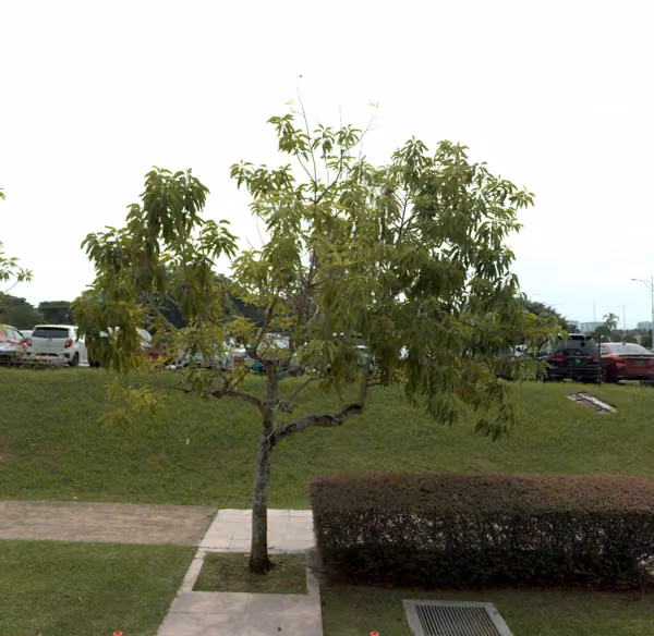 tree photo