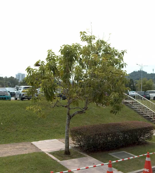 tree photo