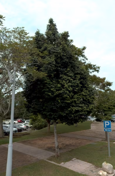 tree photo