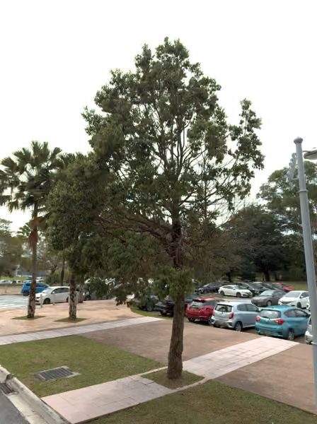 tree photo